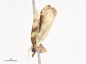  (elachMalaise6115 - CBG-A40196-A11)  @11 [ ] CreativeCommons - Attribution Share - Alike (2024) CBG Photography Group Centre for Biodiversity Genomics