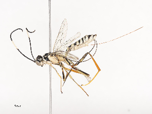  ( - CBG-A40221-A04)  @11 [ ] CreativeCommons - Attribution Share - Alike (2024) CBG Photography Group Centre for Biodiversity Genomics