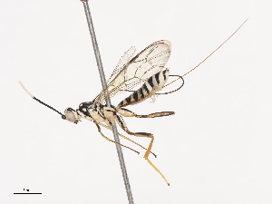  ( - CBG-A40222-B12)  @11 [ ] CreativeCommons - Attribution Share - Alike (2024) CBG Photography Group Centre for Biodiversity Genomics