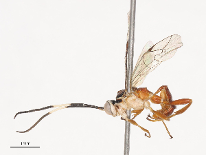  ( - CBG-A40222-C07)  @11 [ ] CreativeCommons - Attribution Share - Alike (2024) CBG Photography Group Centre for Biodiversity Genomics