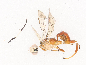  ( - CBG-A40222-D09)  @11 [ ] CreativeCommons - Attribution Share - Alike (2024) CBG Photography Group Centre for Biodiversity Genomics