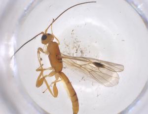  (Heterospilus Malaise7788 - CBG-A40421-F11)  @11 [ ] CreativeCommons - Attribution Share - Alike (2024) Centre for Biodiversity Genomics Centre for Biodiversity Genomics