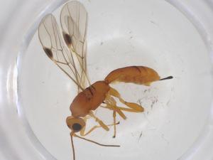  ( - CBG-A40422-C11)  @11 [ ] CreativeCommons - Attribution Share - Alike (2024) Centre for Biodiversity Genomics Centre for Biodiversity Genomics