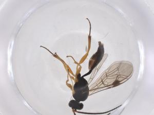  (ichneuMalaise01 Malaise5596 - CBG-A40425-B03)  @11 [ ] CreativeCommons - Attribution Share - Alike (2024) Centre for Biodiversity Genomics Centre for Biodiversity Genomics