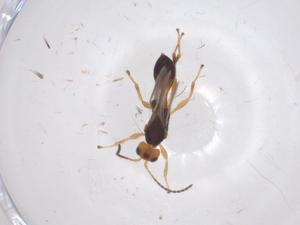  ( - CBG-A40427-E05)  @11 [ ] CreativeCommons - Attribution Share - Alike (2024) Centre for Biodiversity Genomics Centre for Biodiversity Genomics