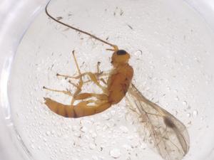  ( - CBG-A40433-B12)  @11 [ ] CreativeCommons - Attribution Share - Alike (2024) Centre for Biodiversity Genomics Centre for Biodiversity Genomics