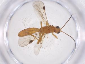  ( - CBG-A40439-D09)  @11 [ ] CreativeCommons - Attribution Share - Alike (2024) Centre for Biodiversity Genomics Centre for Biodiversity Genomics