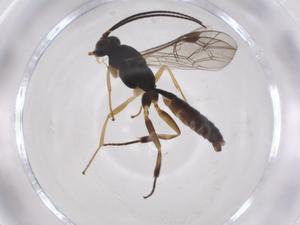  ( - CBG-A38690-B05)  @11 [ ] CreativeCommons - Attribution Share - Alike (2024) Centre for Biodiversity Genomics Centre for Biodiversity Genomics