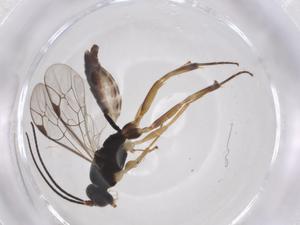  ( - CBG-A38690-C02)  @11 [ ] CreativeCommons - Attribution Share - Alike (2024) Centre for Biodiversity Genomics Centre for Biodiversity Genomics