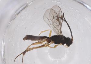  ( - CBG-A38690-D07)  @11 [ ] CreativeCommons - Attribution Share - Alike (2024) Centre for Biodiversity Genomics Centre for Biodiversity Genomics