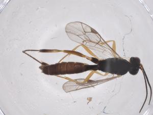  ( - CBG-A38690-F10)  @11 [ ] CreativeCommons - Attribution Share - Alike (2024) Centre for Biodiversity Genomics Centre for Biodiversity Genomics