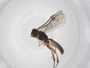  ( - CBG-A38691-A08)  @11 [ ] CreativeCommons - Attribution Share - Alike (2024) Centre for Biodiversity Genomics Centre for Biodiversity Genomics