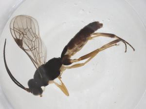  ( - CBG-A38691-A11)  @11 [ ] CreativeCommons - Attribution Share - Alike (2024) Centre for Biodiversity Genomics Centre for Biodiversity Genomics