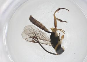  ( - CBG-A38691-A12)  @11 [ ] CreativeCommons - Attribution Share - Alike (2024) Centre for Biodiversity Genomics Centre for Biodiversity Genomics