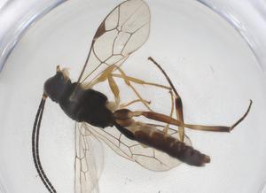  ( - CBG-A38691-D12)  @11 [ ] CreativeCommons - Attribution Share - Alike (2024) Centre for Biodiversity Genomics Centre for Biodiversity Genomics