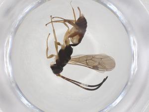  ( - CBG-A38691-E02)  @11 [ ] CreativeCommons - Attribution Share - Alike (2024) Centre for Biodiversity Genomics Centre for Biodiversity Genomics