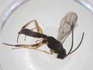  (ichneuMalaise01 Malaise0719 - CBG-A38691-E03)  @11 [ ] CreativeCommons - Attribution Share - Alike (2024) Centre for Biodiversity Genomics Centre for Biodiversity Genomics