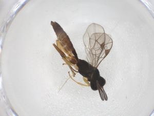  ( - CBG-A38691-G11)  @11 [ ] CreativeCommons - Attribution Share - Alike (2024) Centre for Biodiversity Genomics Centre for Biodiversity Genomics