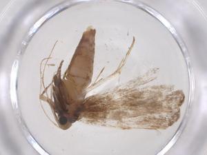  ( - CBG-A38719-G05)  @11 [ ] CreativeCommons - Attribution Share - Alike (2024) Centre for Biodiversity Genomics Centre for Biodiversity Genomics