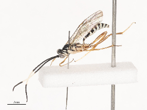  ( - CBG-A40078-H02)  @11 [ ] CreativeCommons - Attribution Share - Alike (2024) CBG Photography Group Centre for Biodiversity Genomics