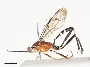  ( - CBG-A40079-A04)  @11 [ ] CreativeCommons - Attribution Share - Alike (2024) CBG Photography Group Centre for Biodiversity Genomics