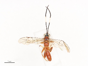  ( - CBG-A40079-F02)  @11 [ ] CreativeCommons - Attribution Share - Alike (2024) CBG Photography Group Centre for Biodiversity Genomics