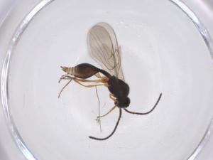  ( - CBG-A40581-F08)  @11 [ ] CreativeCommons - Attribution Share - Alike (2024) Centre for Biodiversity Genomics Centre for Biodiversity Genomics