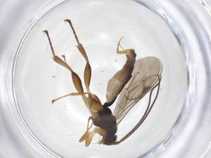  ( - CBG-A40582-H08)  @11 [ ] CreativeCommons - Attribution Share - Alike (2024) Centre for Biodiversity Genomics Centre for Biodiversity Genomics