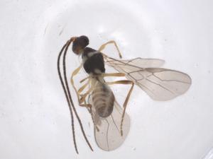  ( - CBG-A40618-E10)  @11 [ ] CreativeCommons - Attribution Share - Alike (2024) Centre for Biodiversity Genomics Centre for Biodiversity Genomics