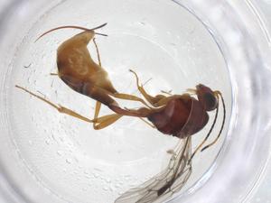  ( - CBG-A40626-H11)  @11 [ ] CreativeCommons - Attribution Share - Alike (2024) Centre for Biodiversity Genomics Centre for Biodiversity Genomics