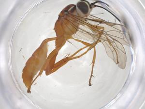  (ichneuMalaise01 Malaise0927 - CBG-A40637-H06)  @11 [ ] CreativeCommons - Attribution Share - Alike (2024) Centre for Biodiversity Genomics Centre for Biodiversity Genomics