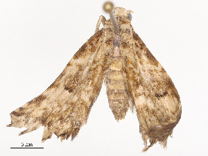  ( - CBG-A41834-D12)  @11 [ ] CreativeCommons - Attribution Share - Alike (2024) CBG Photography Group Centre for Biodiversity Genomics