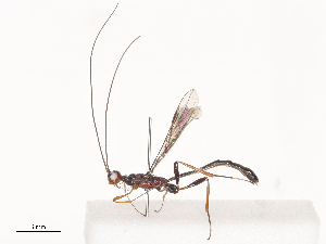  ( - CBG-A41836-E05)  @11 [ ] CreativeCommons - Attribution Share - Alike (2024) CBG Photography Group Centre for Biodiversity Genomics