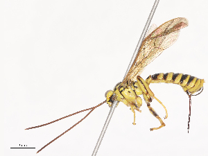  ( - CBG-A41837-G12)  @11 [ ] CreativeCommons - Attribution Share - Alike (2024) CBG Photography Group Centre for Biodiversity Genomics