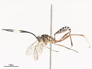  ( - CBG-A41837-H08)  @11 [ ] CreativeCommons - Attribution Share - Alike (2024) CBG Photography Group Centre for Biodiversity Genomics