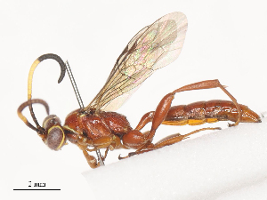 ( - CBG-A41838-D01)  @11 [ ] CreativeCommons - Attribution Share - Alike (2024) CBG Photography Group Centre for Biodiversity Genomics