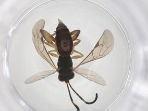  ( - CBG-A42264-A01)  @11 [ ] CreativeCommons - Attribution Share - Alike (2024) Centre for Biodiversity Genomics Centre for Biodiversity Genomics