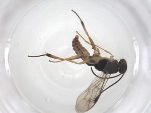  ( - CBG-A42264-C01)  @11 [ ] CreativeCommons - Attribution Share - Alike (2024) Centre for Biodiversity Genomics Centre for Biodiversity Genomics