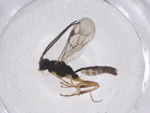  ( - CBG-A42269-F11)  @11 [ ] CreativeCommons - Attribution Share - Alike (2024) Centre for Biodiversity Genomics Centre for Biodiversity Genomics