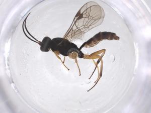  ( - CBG-A42269-G12)  @11 [ ] CreativeCommons - Attribution Share - Alike (2024) Centre for Biodiversity Genomics Centre for Biodiversity Genomics