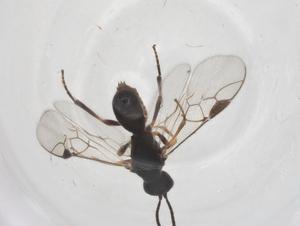 (Triaspis Malaise3818 - CBG-A42270-D02)  @11 [ ] CreativeCommons - Attribution Share - Alike (2024) Centre for Biodiversity Genomics Centre for Biodiversity Genomics