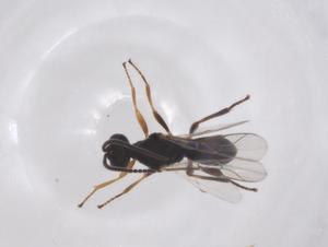  (Triaspis Malaise3728 - CBG-A42300-B08)  @11 [ ] CreativeCommons - Attribution Share - Alike (2024) Centre for Biodiversity Genomics Centre for Biodiversity Genomics