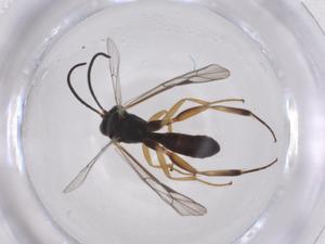  ( - CBG-A42300-F10)  @11 [ ] CreativeCommons - Attribution Share - Alike (2024) Centre for Biodiversity Genomics Centre for Biodiversity Genomics