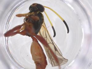  (Coelichneumon Malaise3583 - CBG-A42300-H10)  @11 [ ] CreativeCommons - Attribution Share - Alike (2024) Centre for Biodiversity Genomics Centre for Biodiversity Genomics