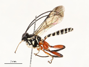  ( - CBG-A54501-H09)  @11 [ ] CreativeCommons - Attribution Share - Alike (2024) CBG Photography Group Centre for Biodiversity Genomics