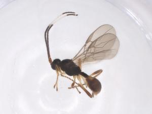  ( - CBG-A56703-C03)  @11 [ ] CreativeCommons - Attribution Share - Alike (2024) Centre for Biodiversity Genomics Centre for Biodiversity Genomics