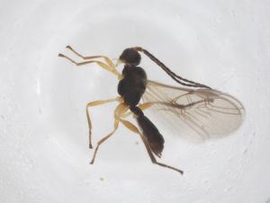  ( - CBG-A58393-F10)  @11 [ ] CreativeCommons - Attribution Share - Alike (2024) Centre for Biodiversity Genomics Centre for Biodiversity Genomics