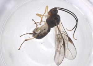  ( - CBG-A58397-H08)  @11 [ ] CreativeCommons - Attribution Share - Alike (2024) Centre for Biodiversity Genomics Centre for Biodiversity Genomics