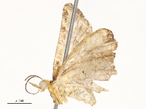  ( - CBG-A58562-C10)  @11 [ ] CreativeCommons - Attribution Share - Alike (2024) CBG Photography Group Centre for Biodiversity Genomics