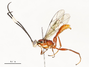  ( - CBG-A58562-E03)  @11 [ ] CreativeCommons - Attribution Share - Alike (2024) CBG Photography Group Centre for Biodiversity Genomics